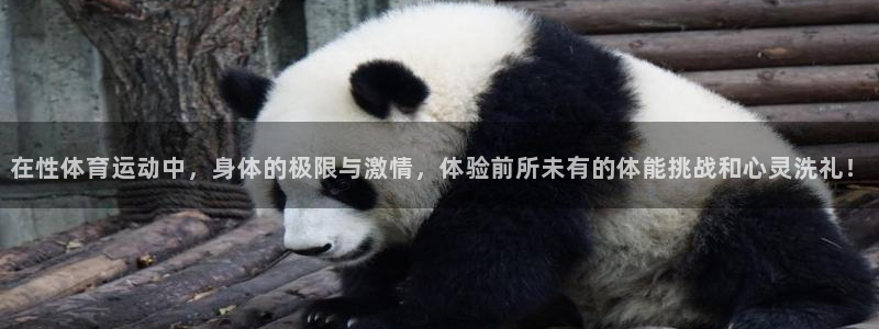 欧亿体育官方正版app神州:在性体育运动中,身体的极限与激情